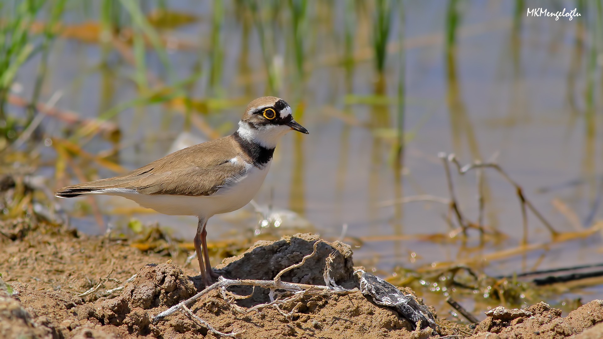 Little Ringed Plover