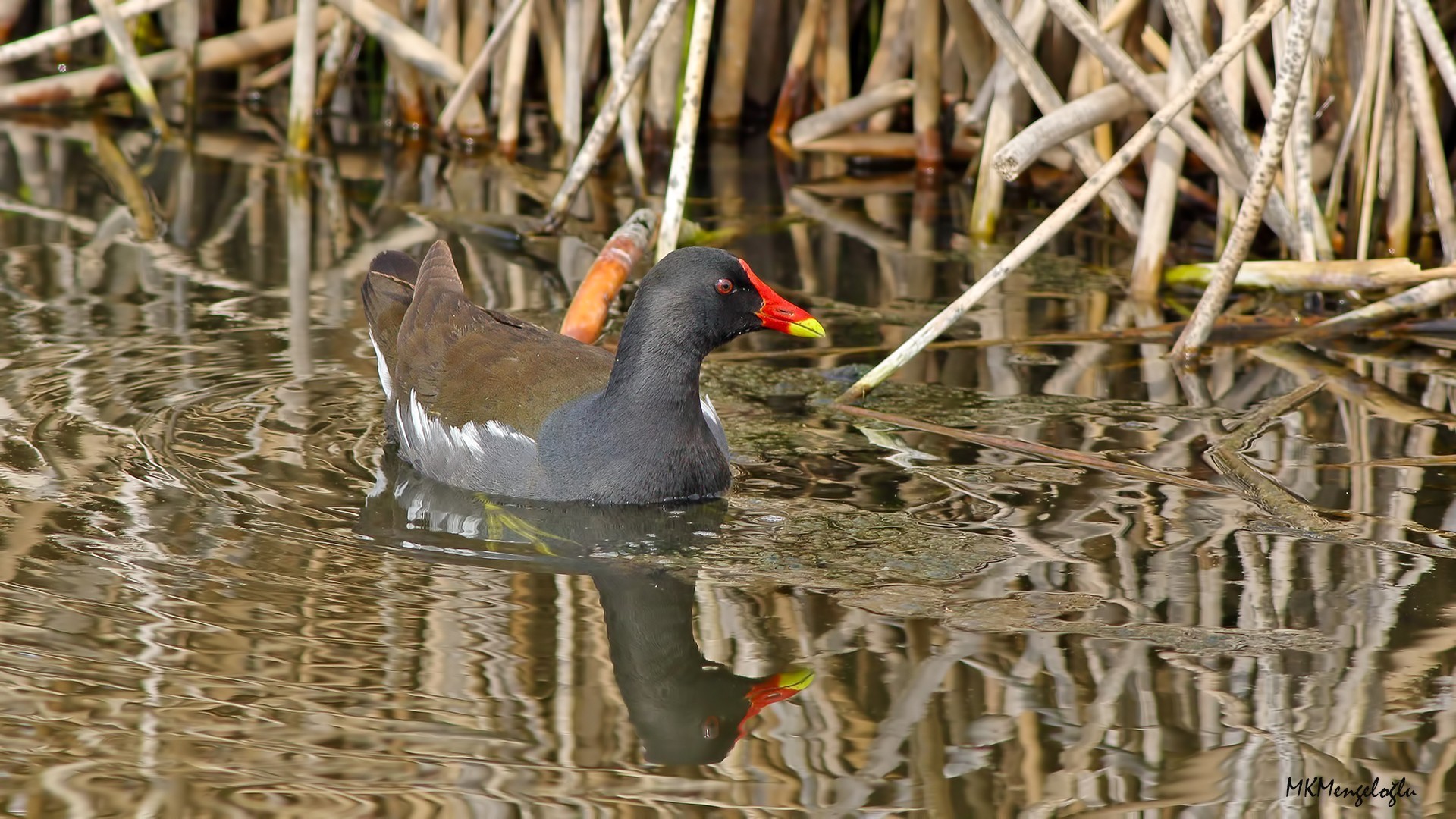 Eurasian Moorhen
