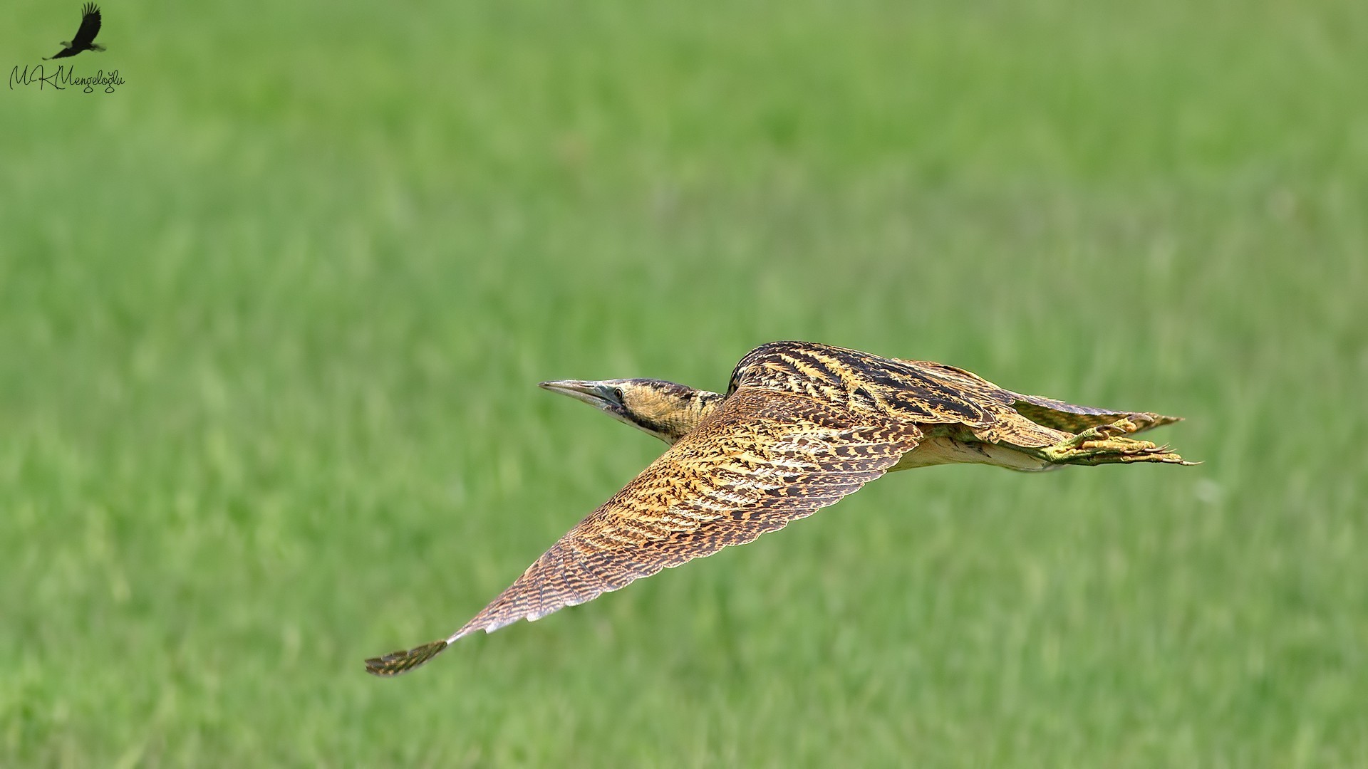 Great Bittern