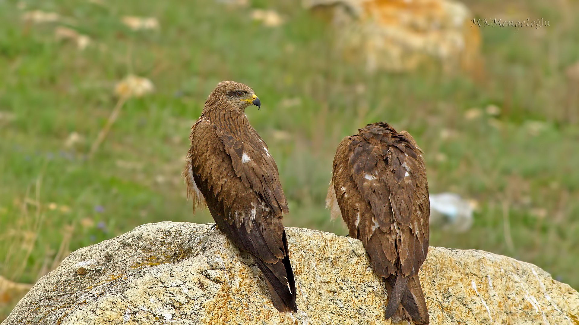 Black Kite