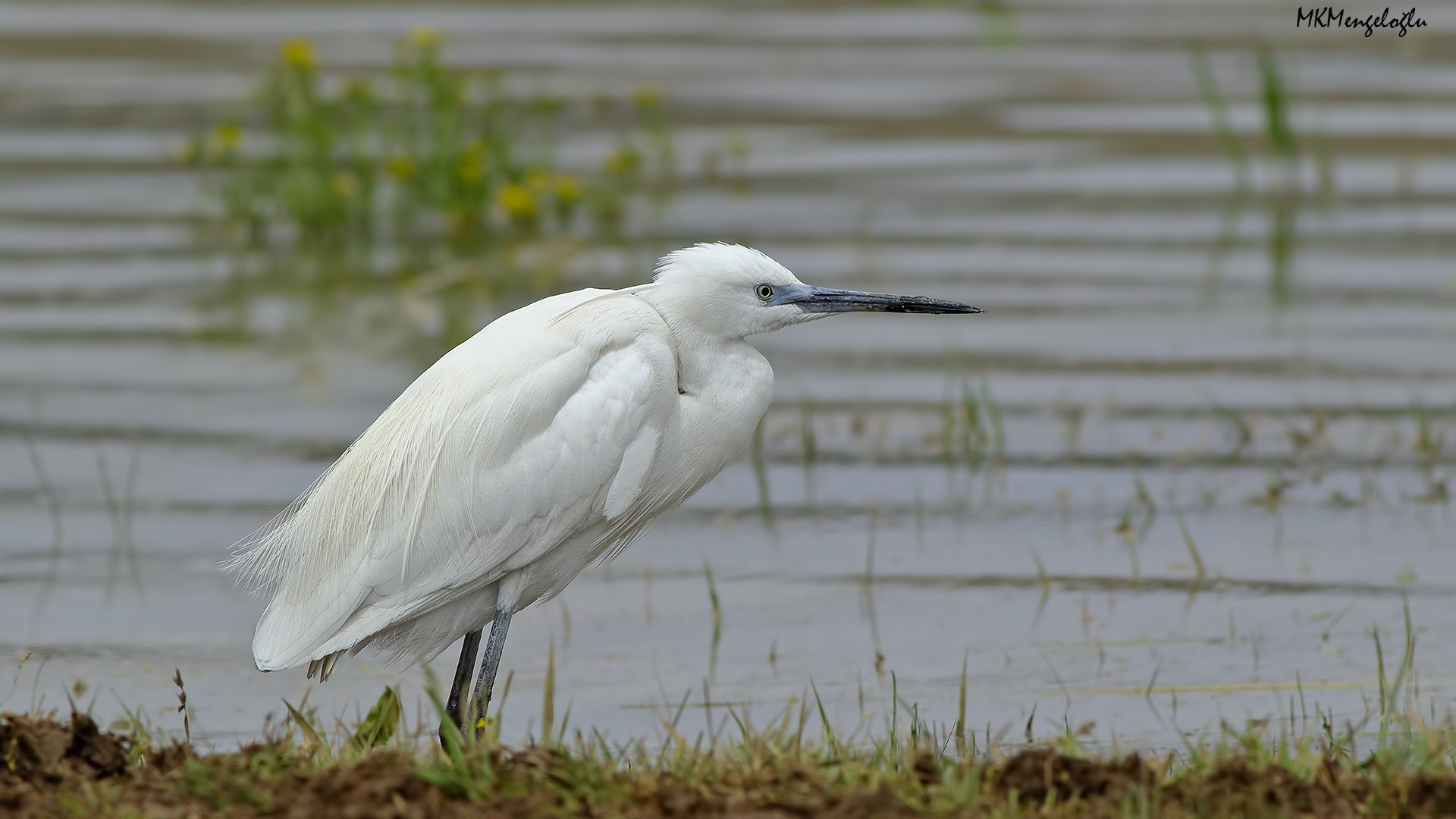 Little Egret