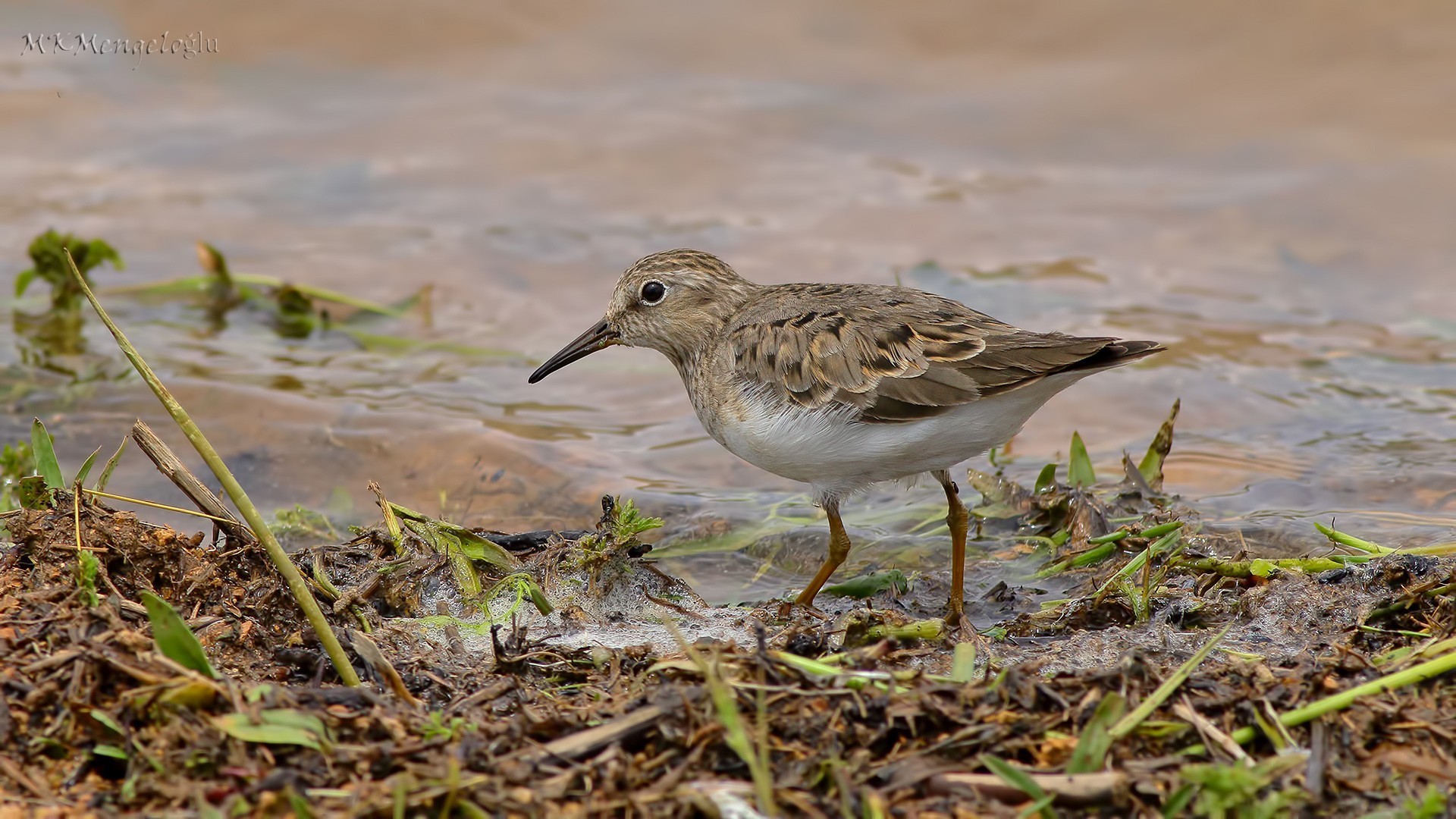 Temminck's Stint