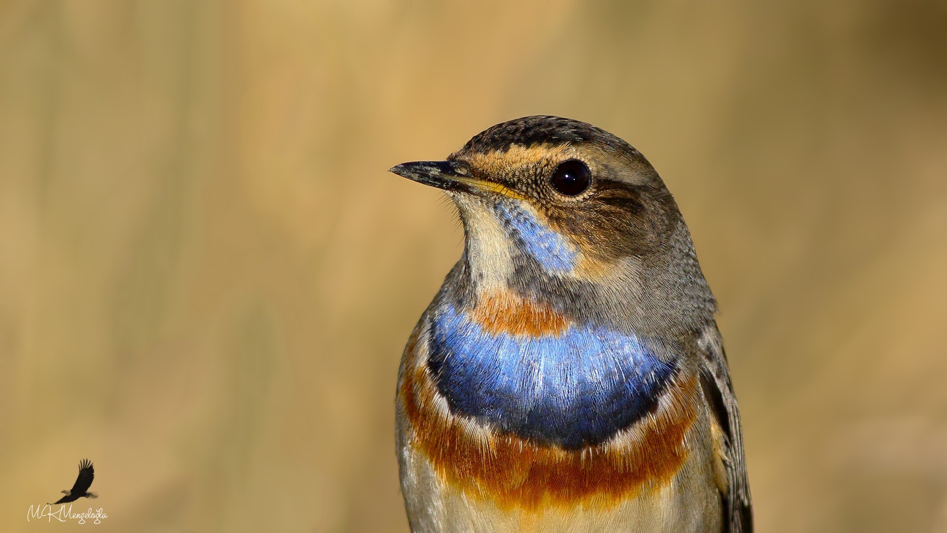 Bluethroat