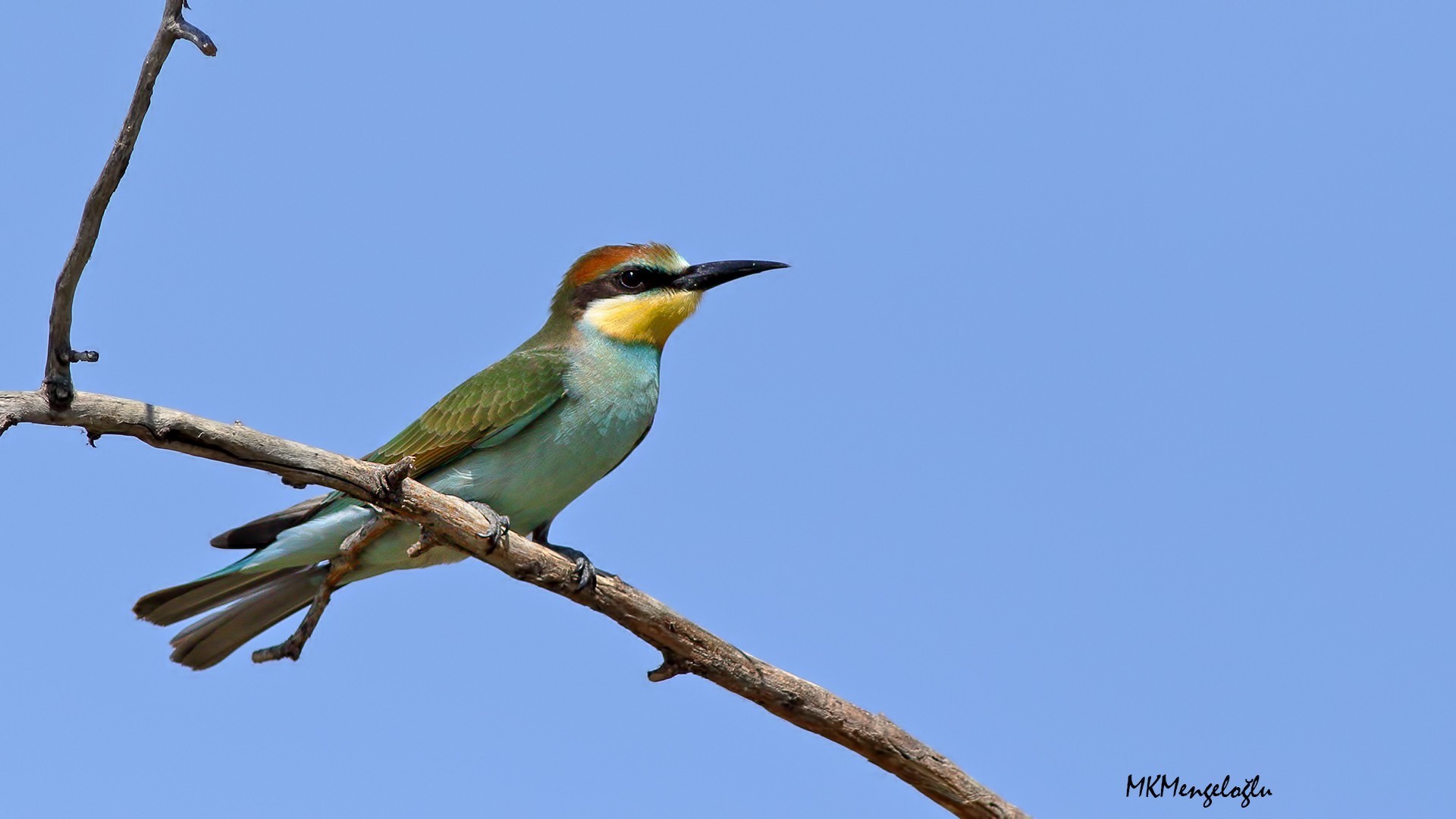 European Bee-eater