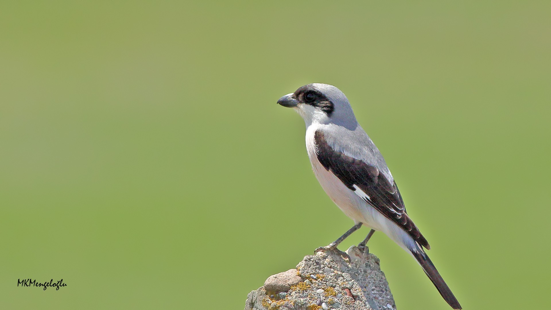 Lesser Grey Shrike