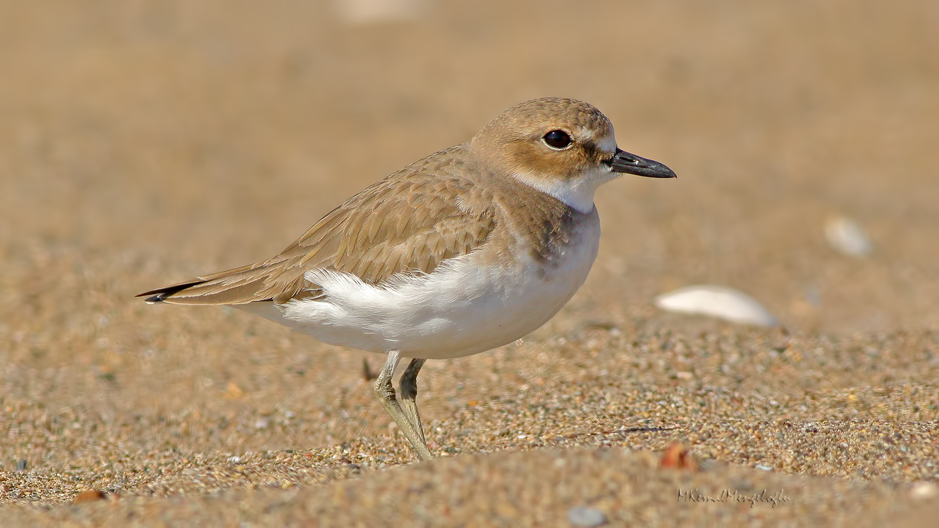 Greater Sand-Plover
