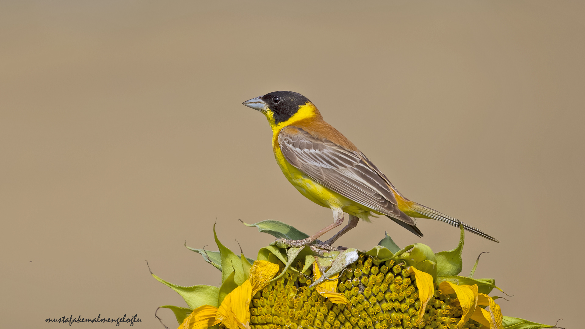 Black-headed Bunting