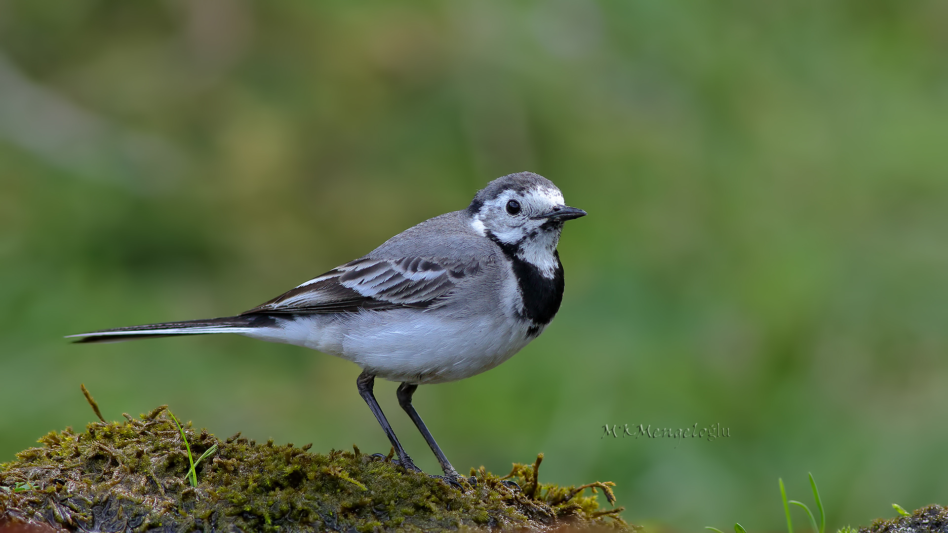 White Wagtail