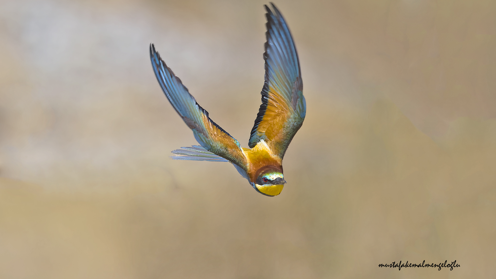 European Bee-eater