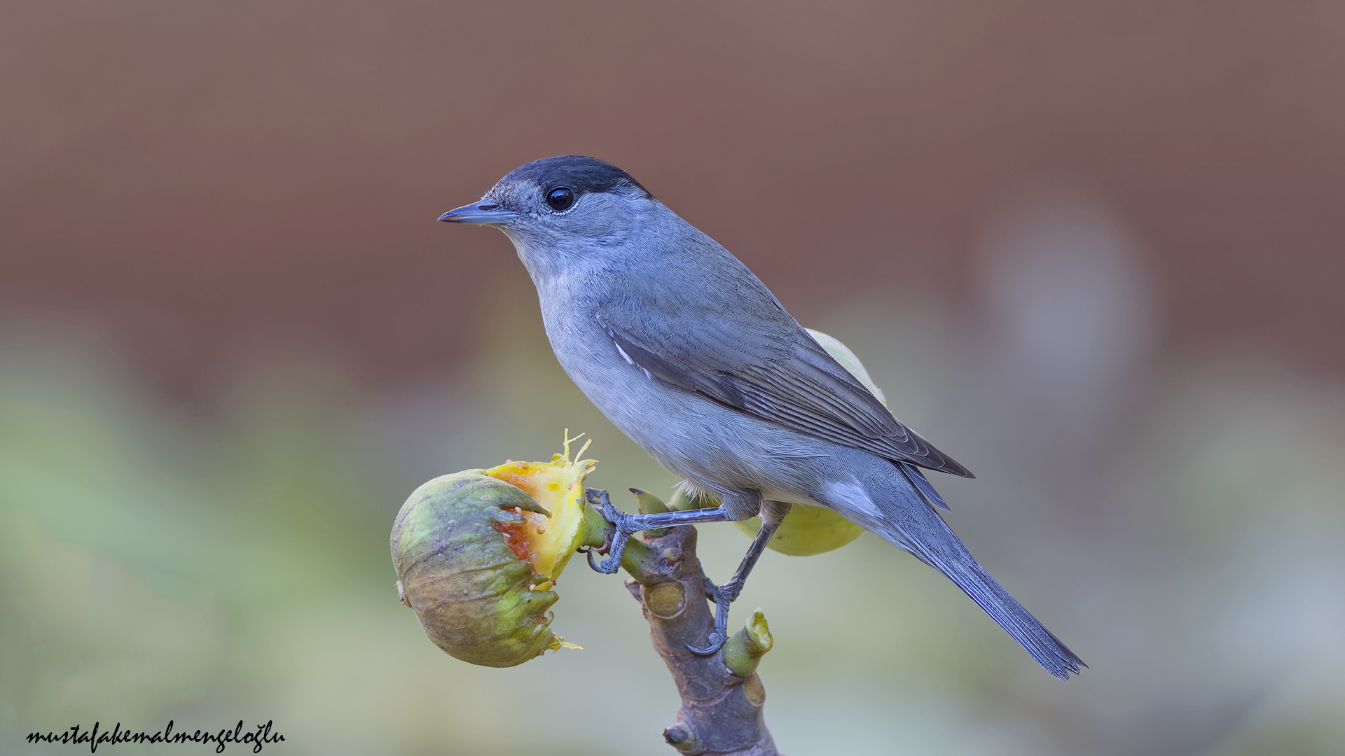 Eurasian Blackcap