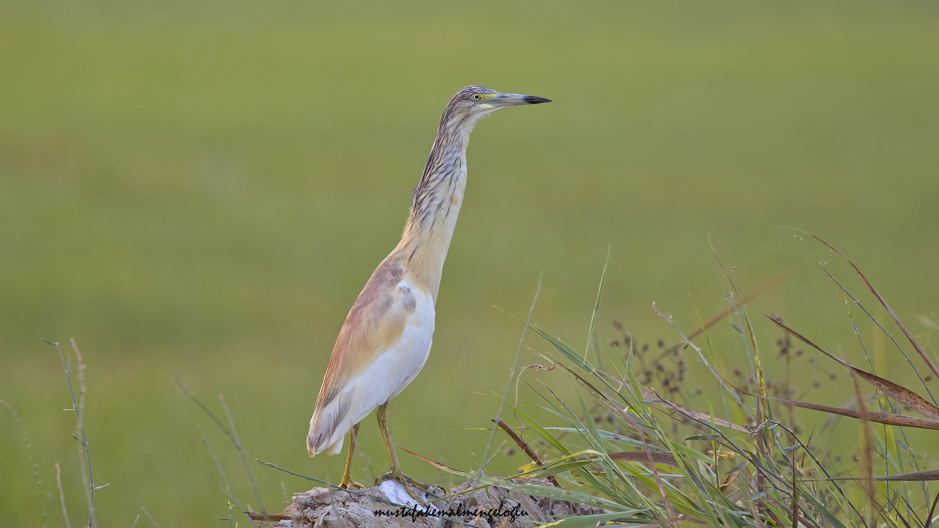 Squacco Heron