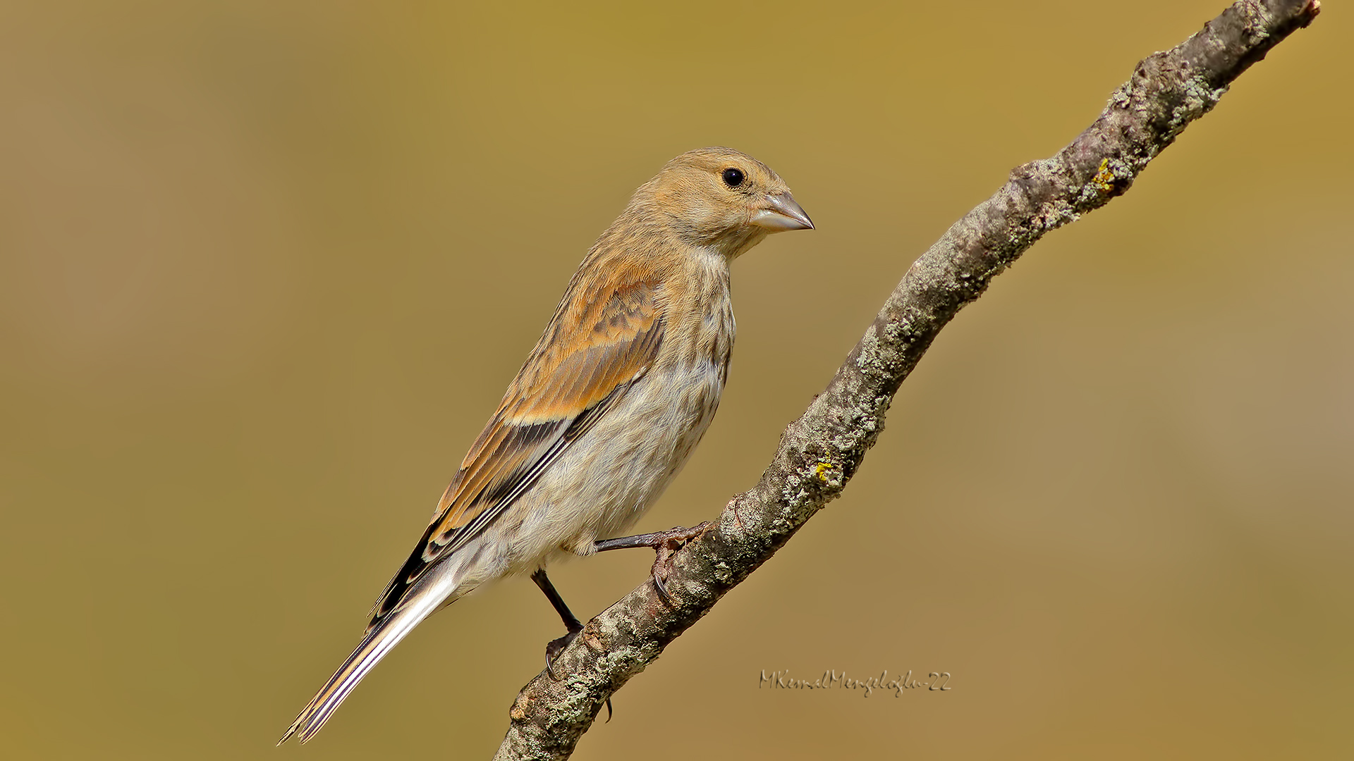 Eurasian Linnet