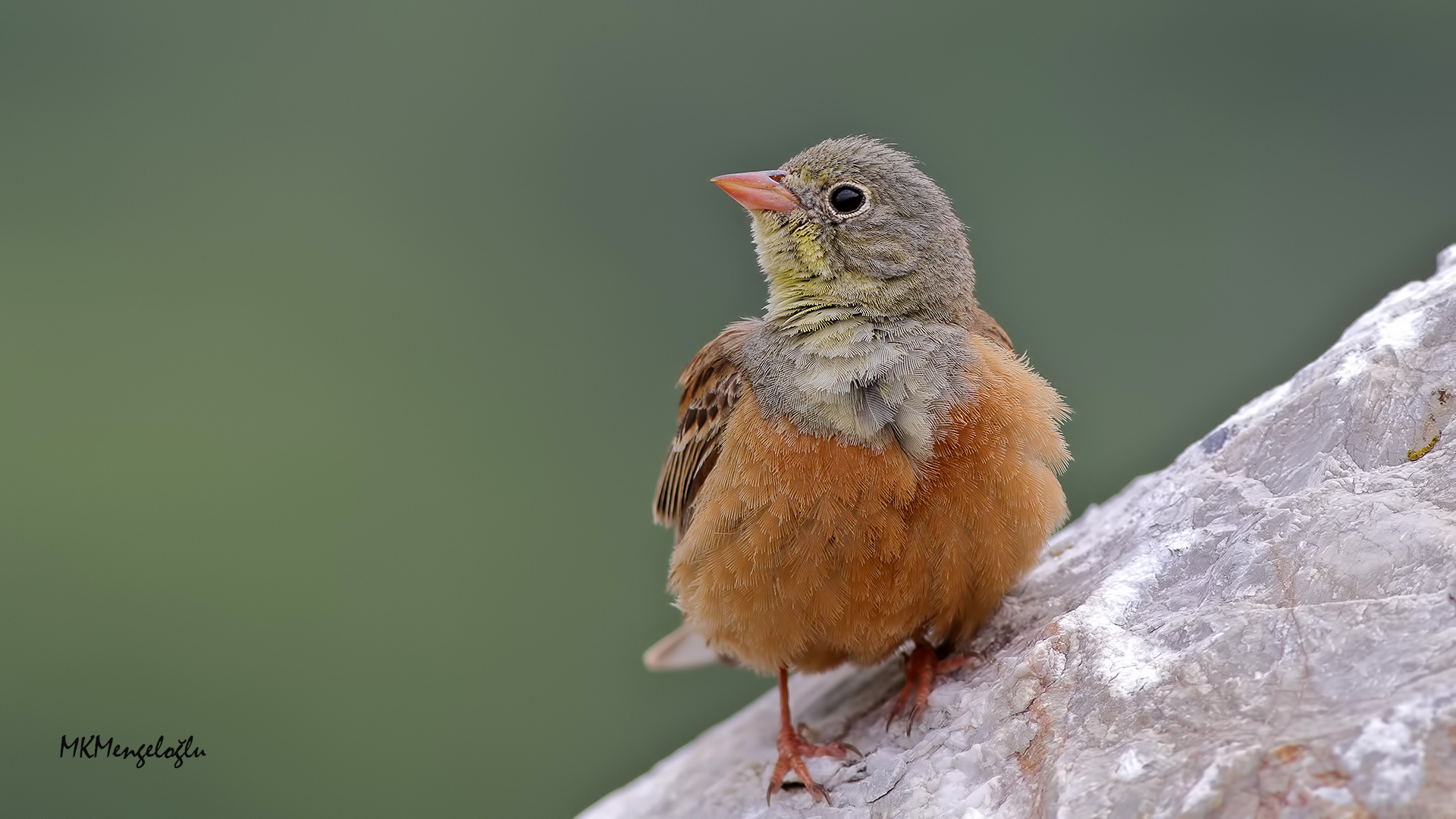 Ortolan Bunting