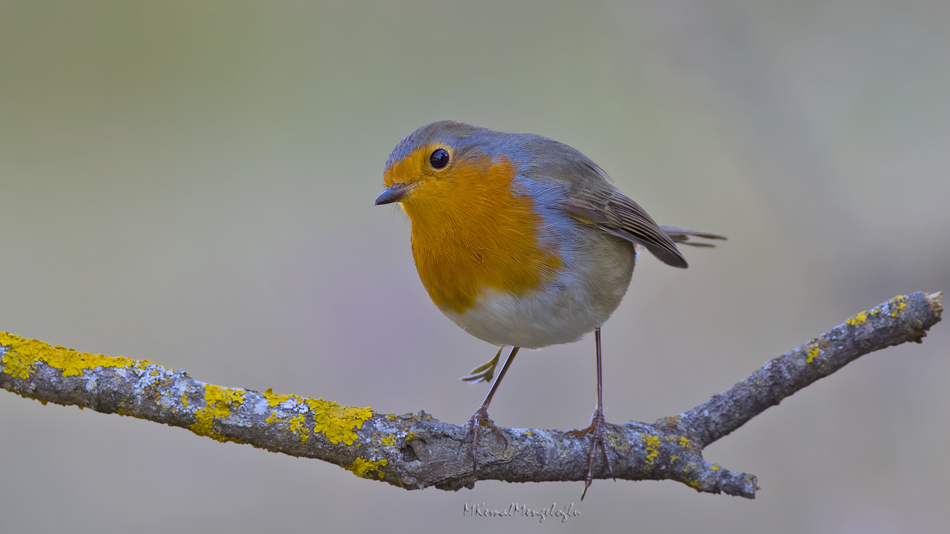 European Robin