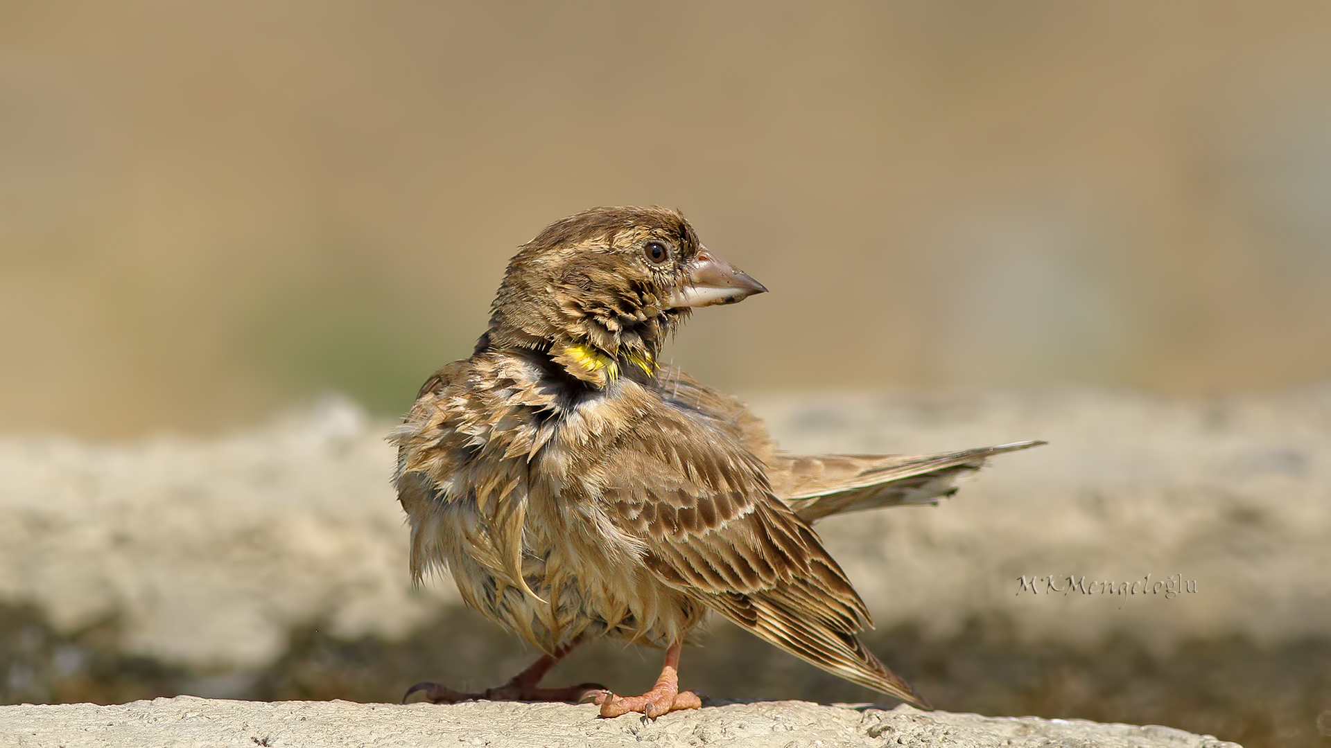 Rock Sparrow