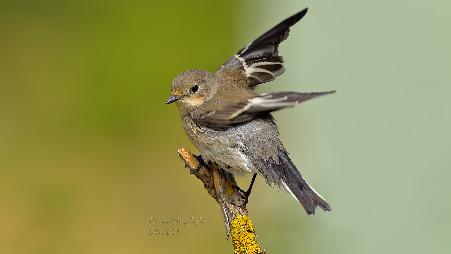 Semicollared Flycatcher