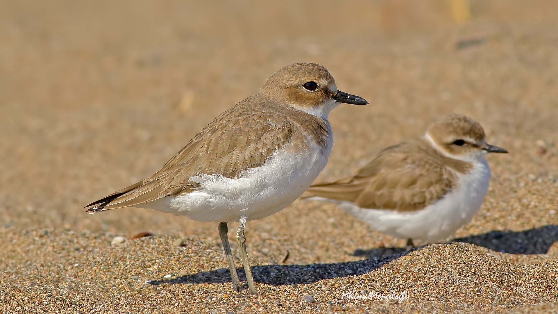 Greater Sand-Plover