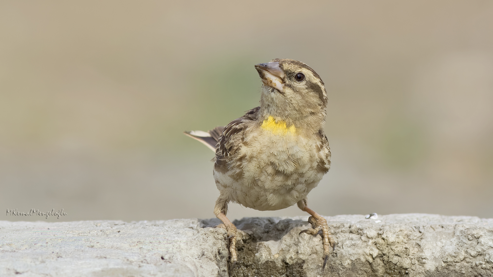 Rock Sparrow