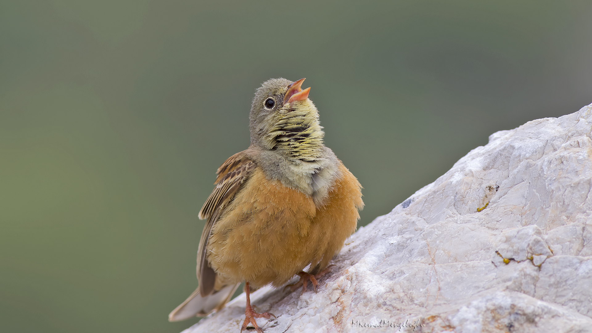 Ortolan Bunting