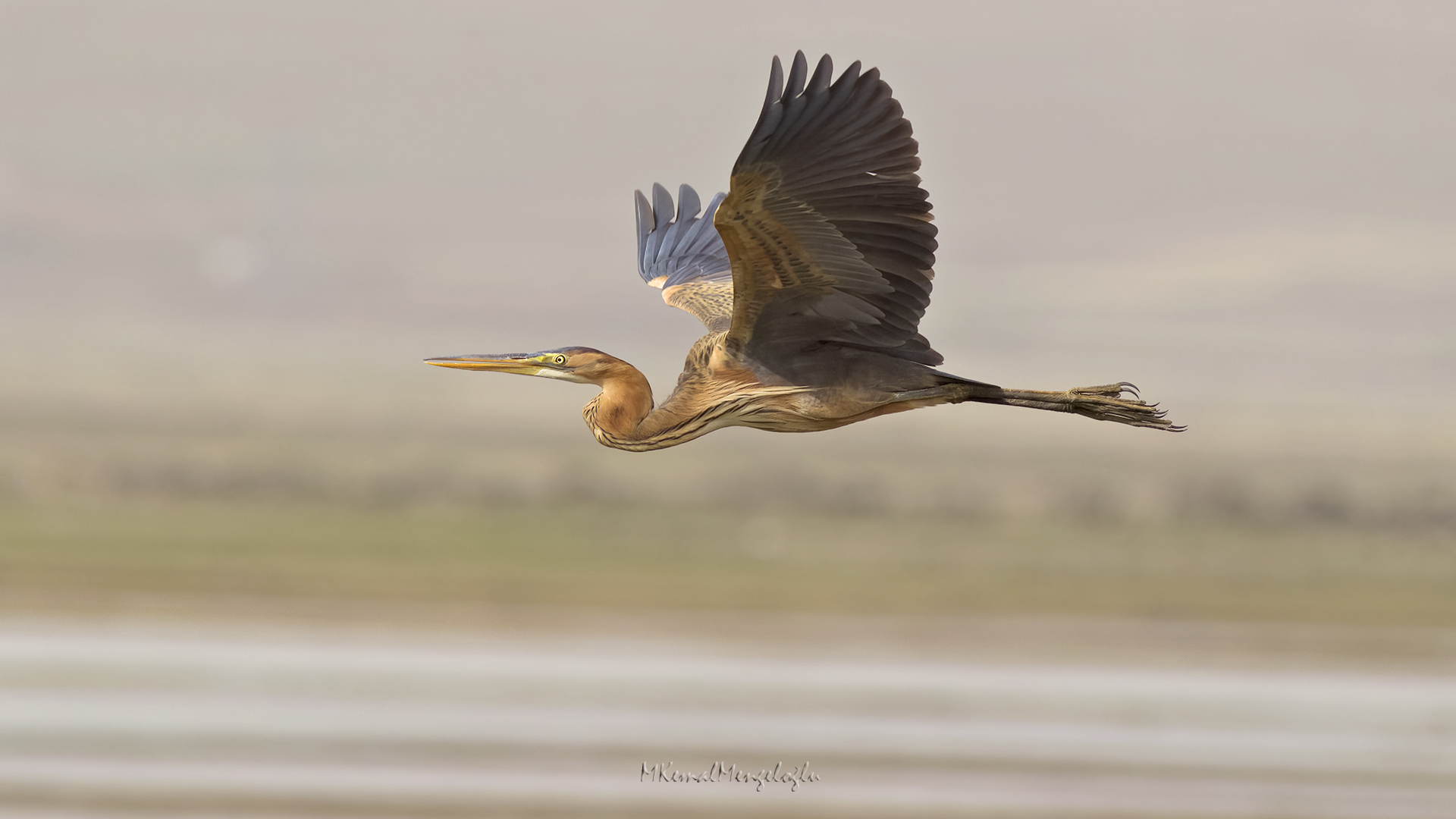 Purple Heron