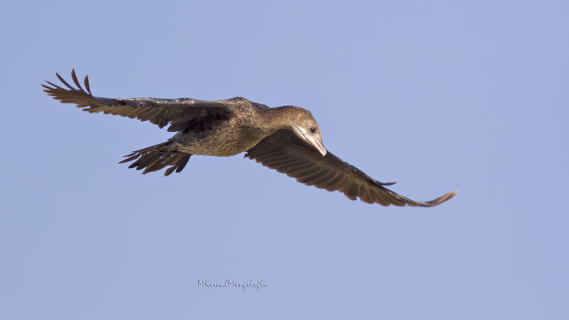Pygmy Cormorant