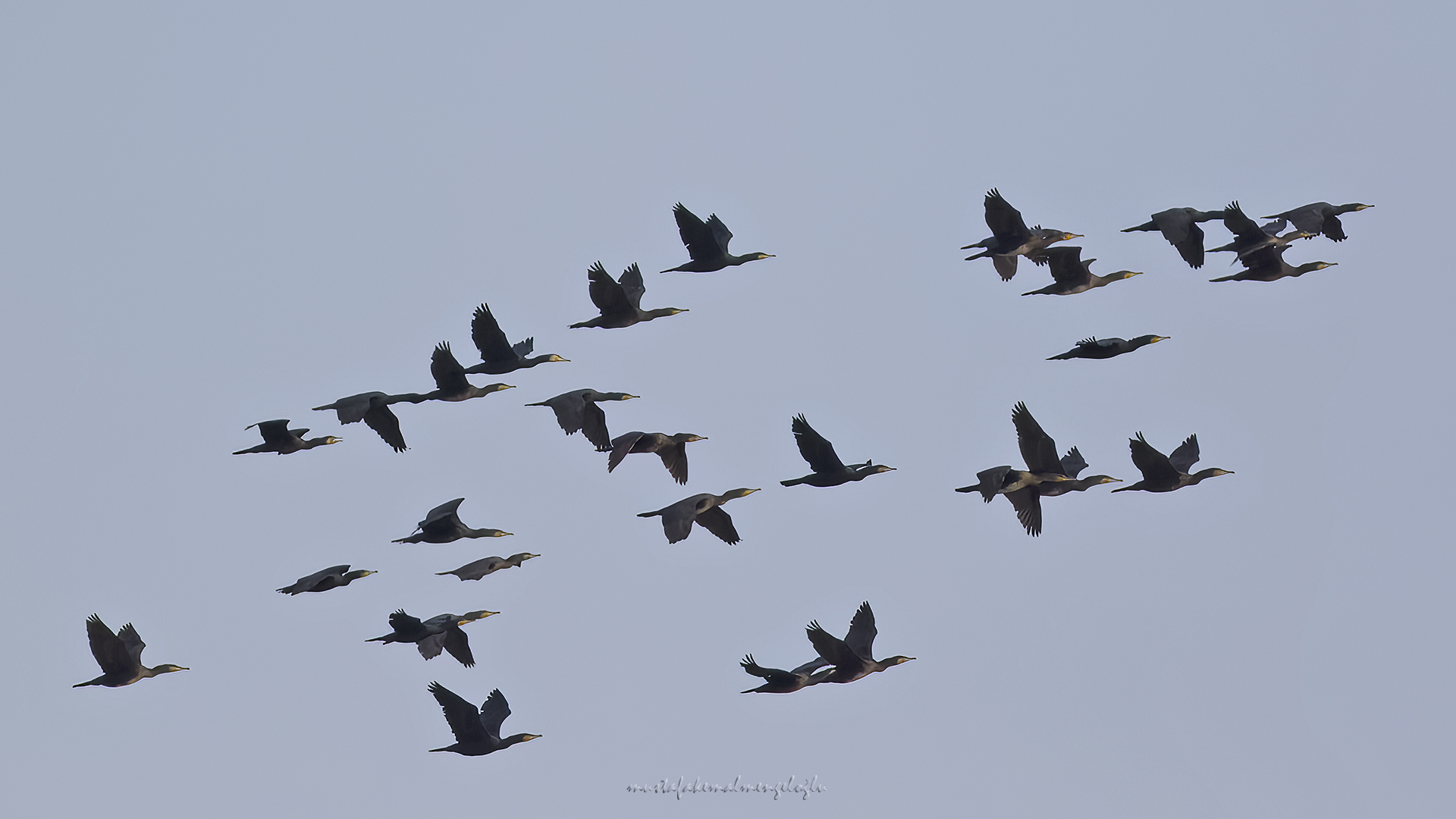 Great Cormorant