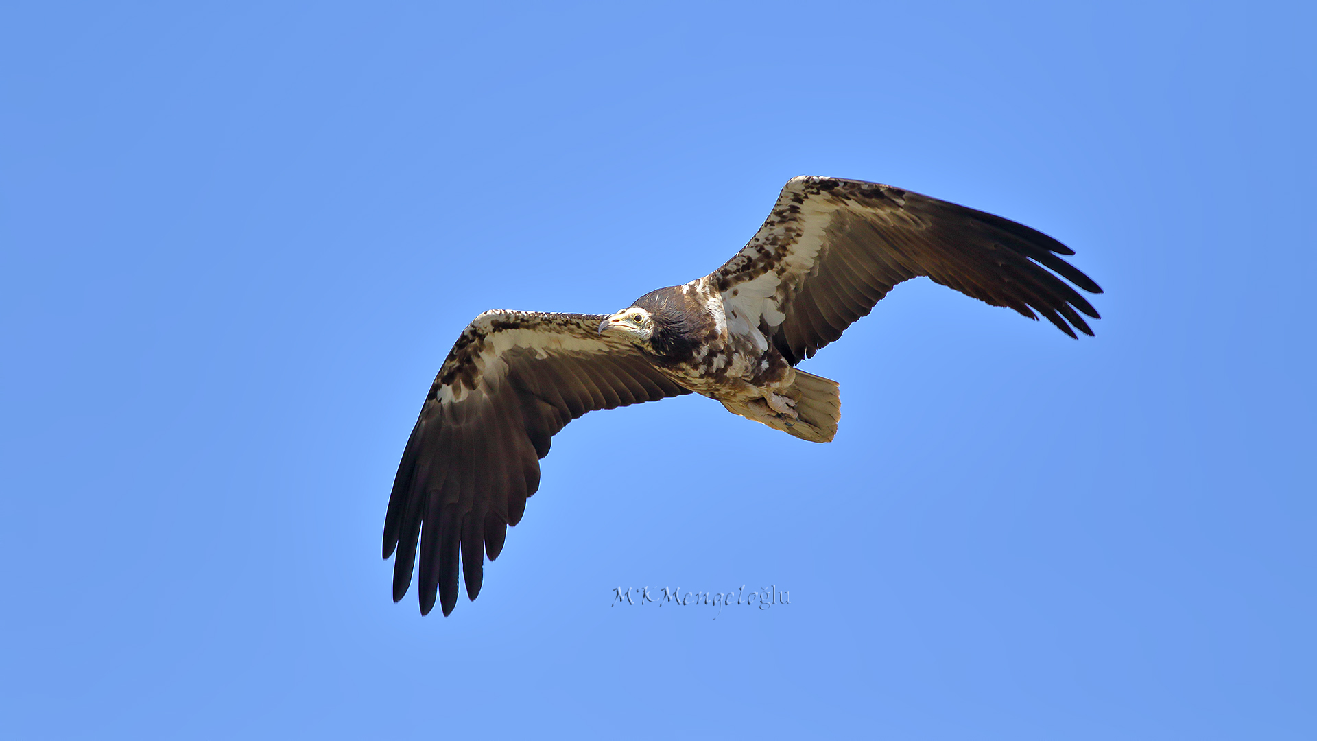Egyptian Vulture