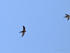 Common Swift