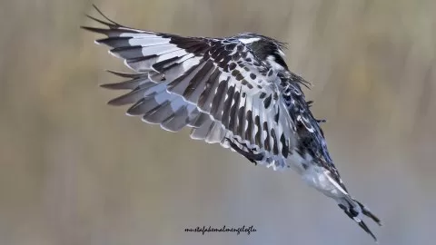 Alaca yalıçapkını