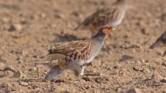 Grey Partridge