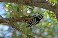 Lesser Spotted Woodpecker