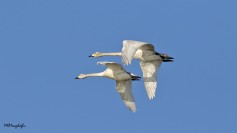 Whooper Swan