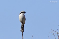 Great Grey Shrike