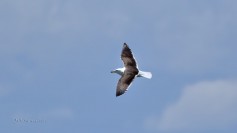 Great Black-backed Gull