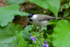 Marsh Tit