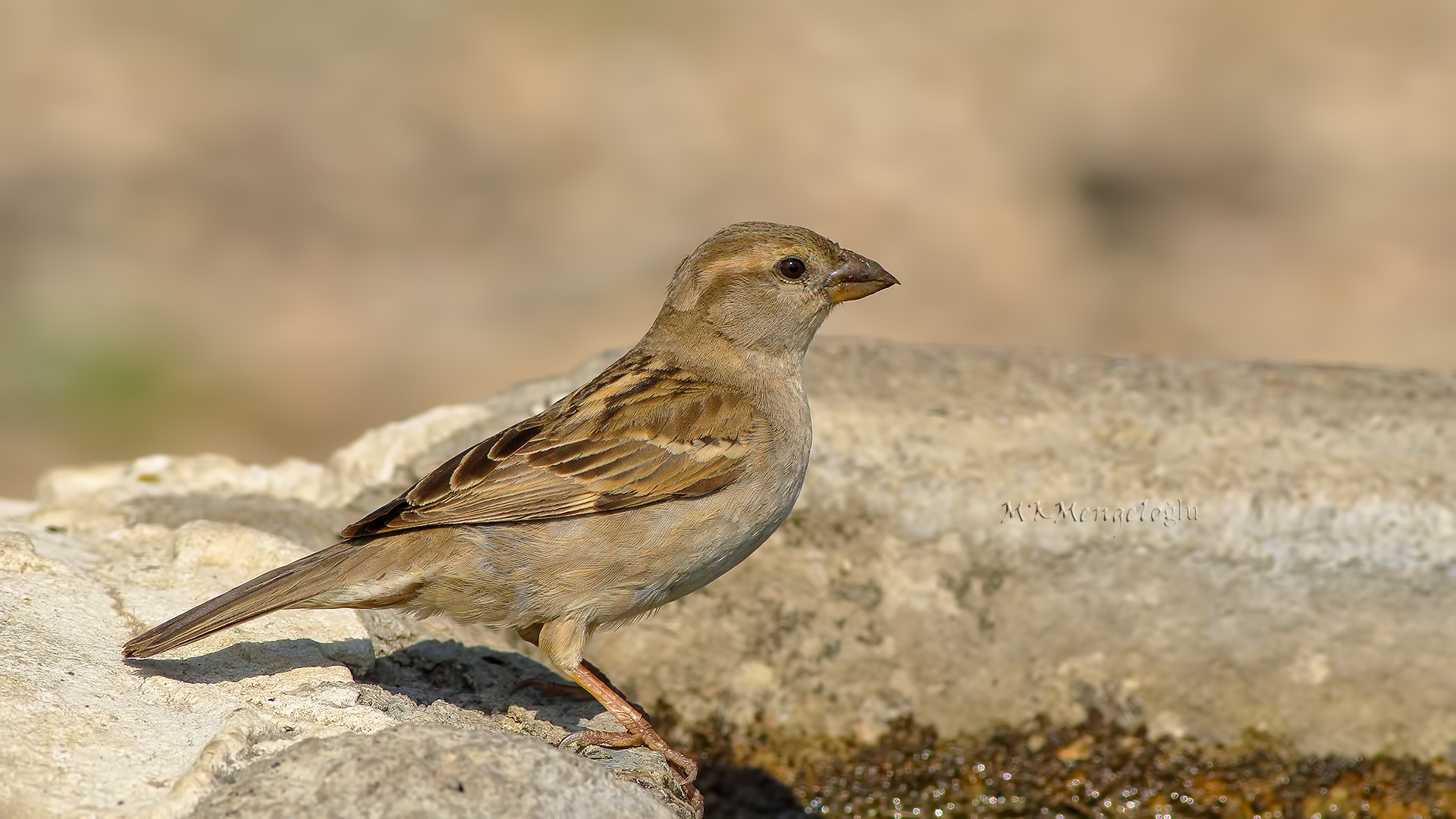 Rock Sparrow