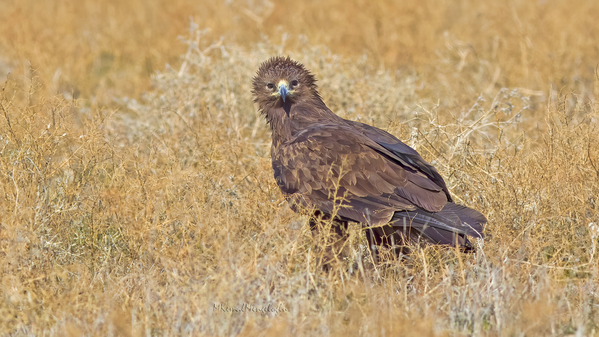 Greater Spotted Eagle