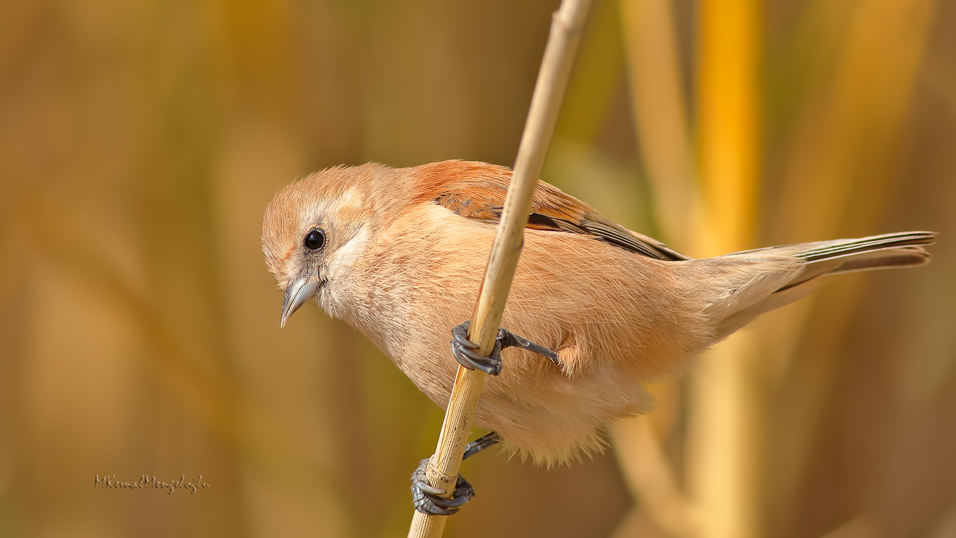 Eurasian Penduline-Tit