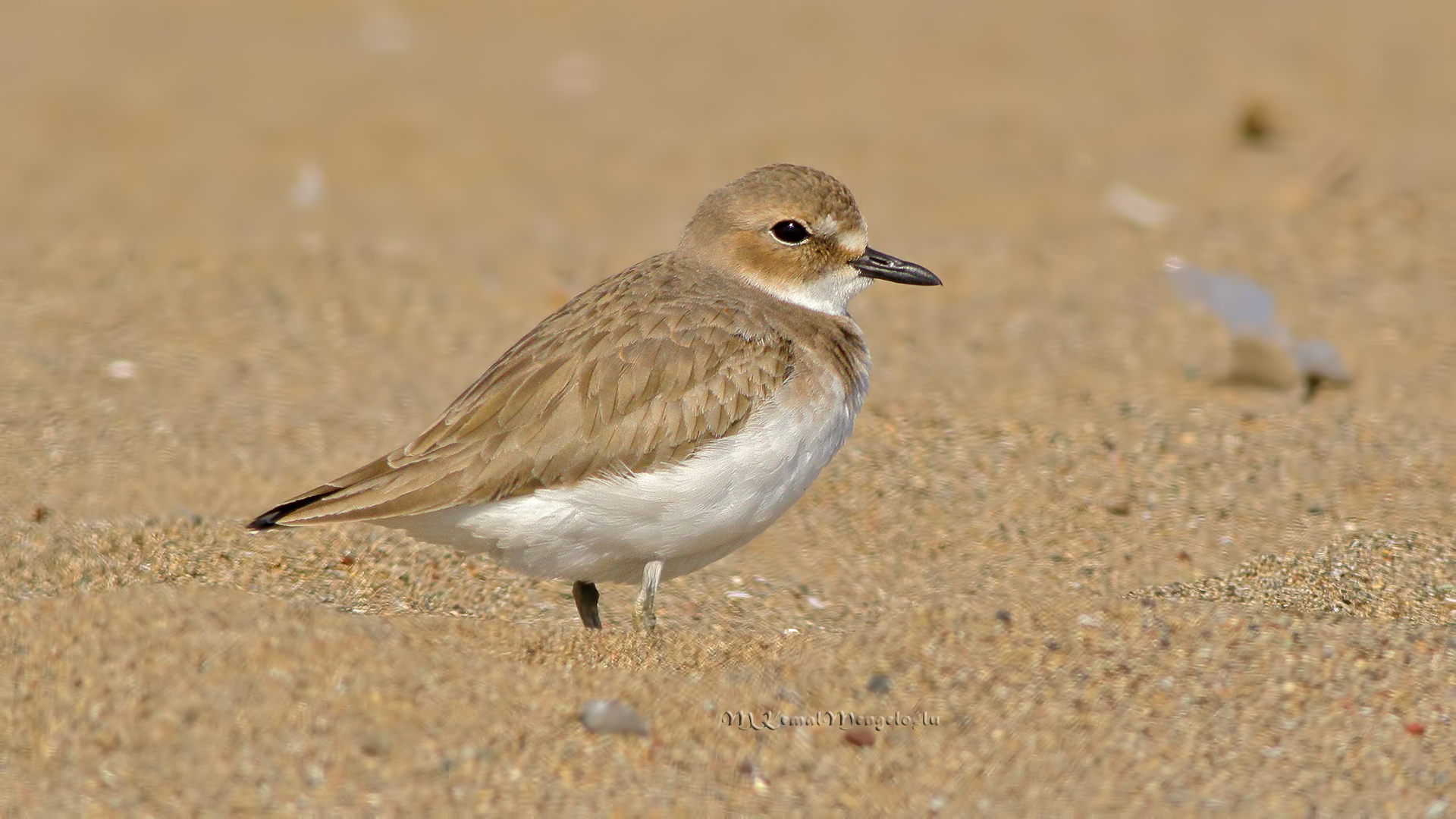 Greater Sand-Plover