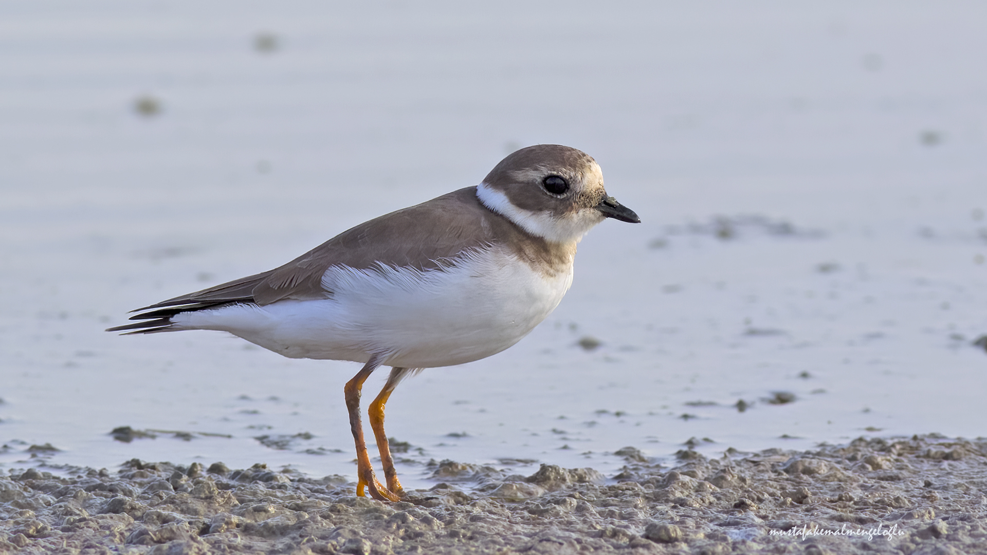 Common Ringed Plover