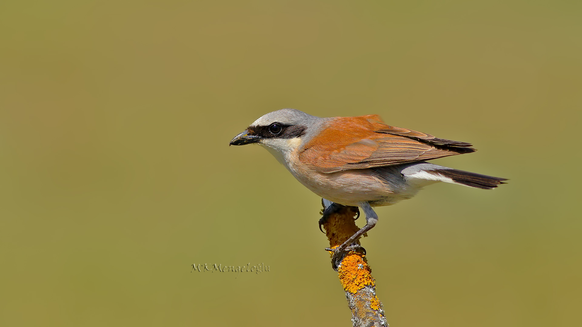Red-backed Shrike