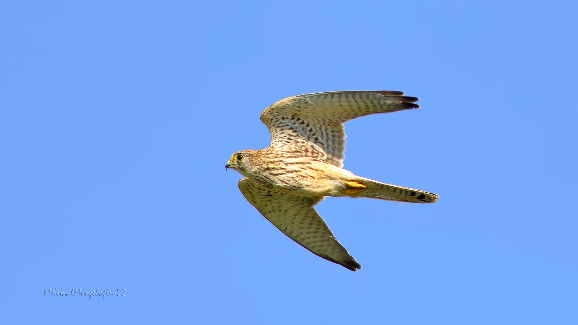 Eurasian Kestrel