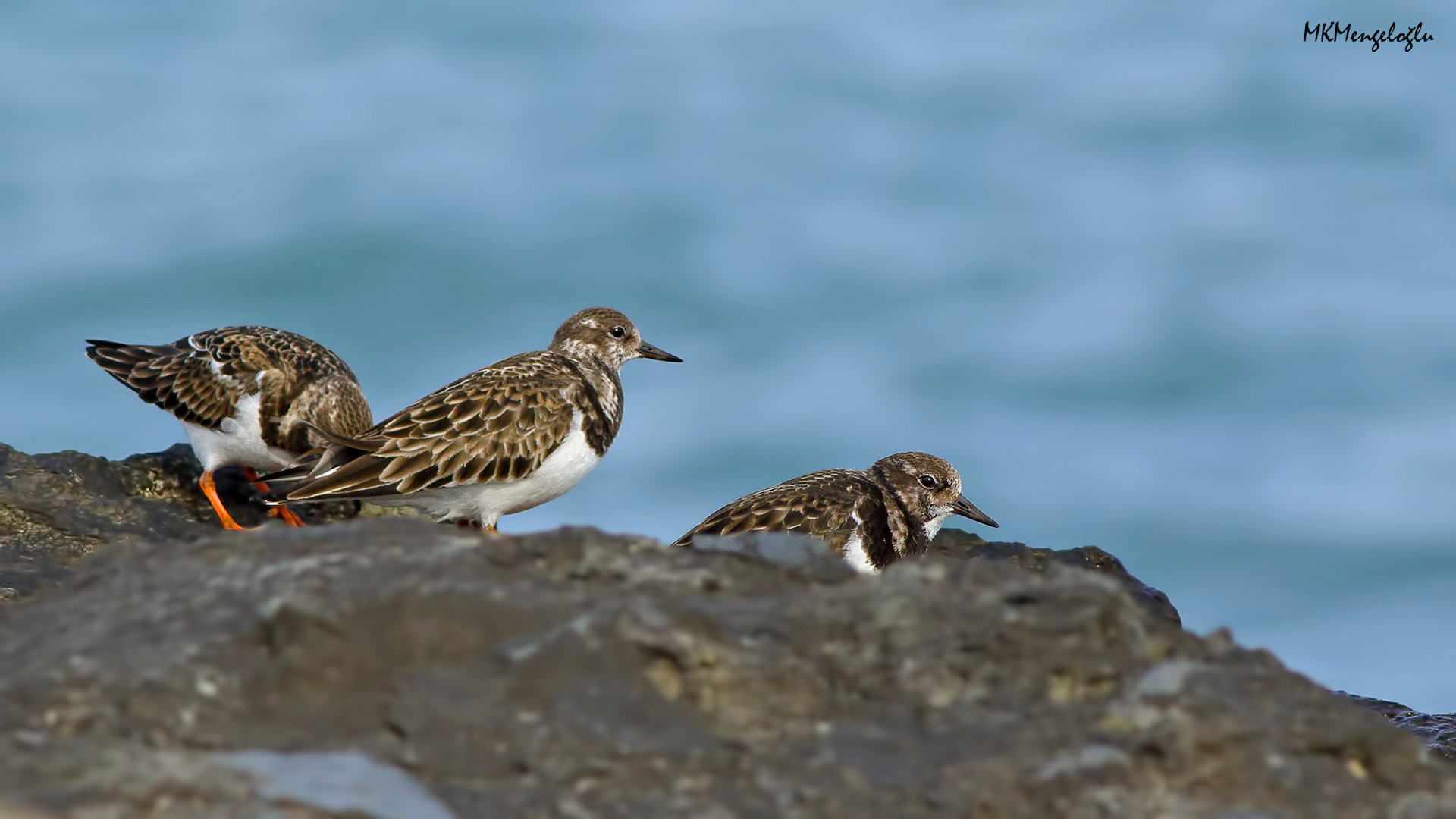 Ruddy Turnstone