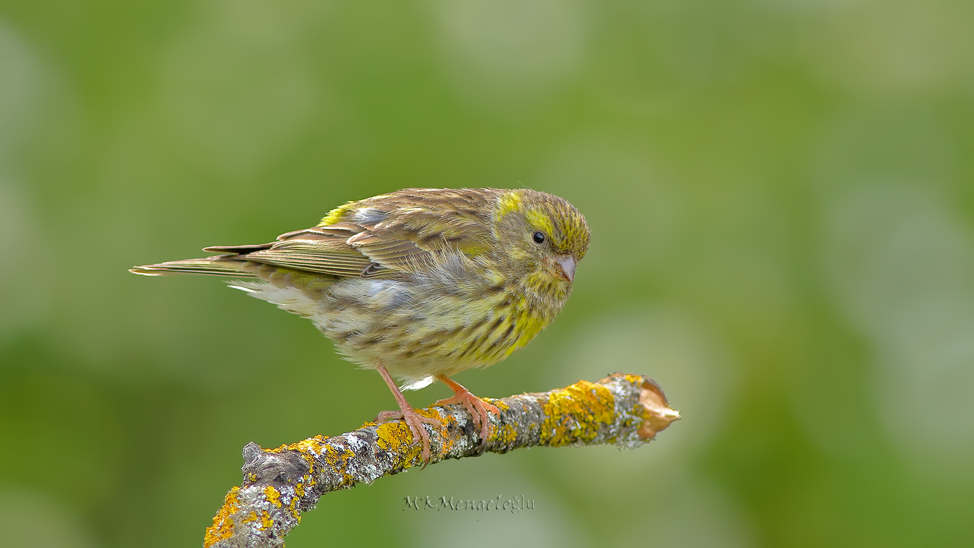 European Serin