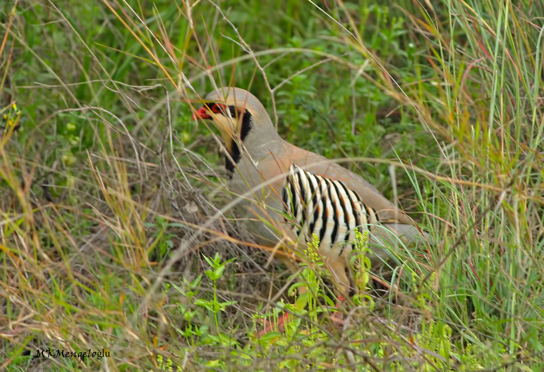 Chukar