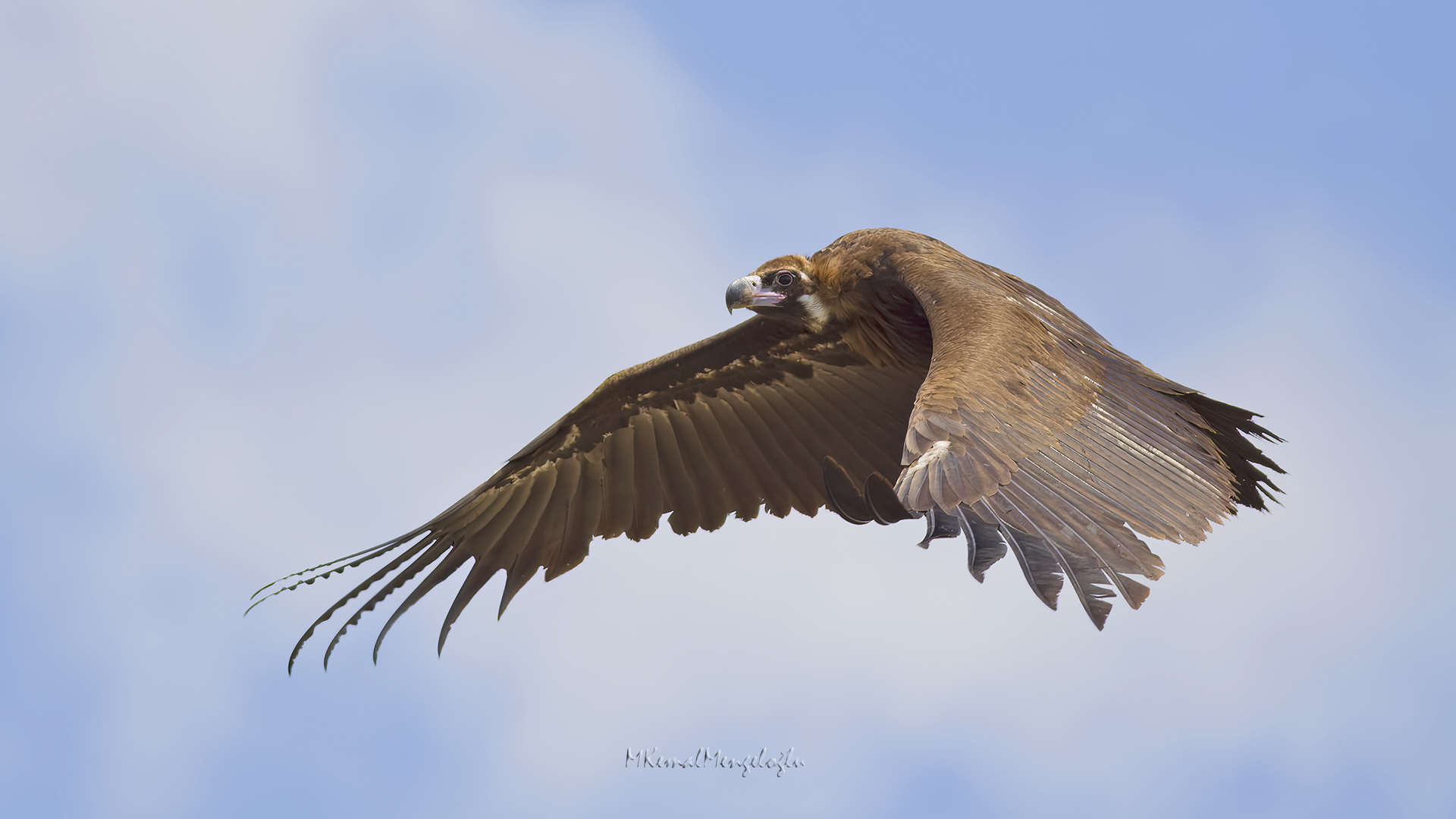 Cinereous Vulture