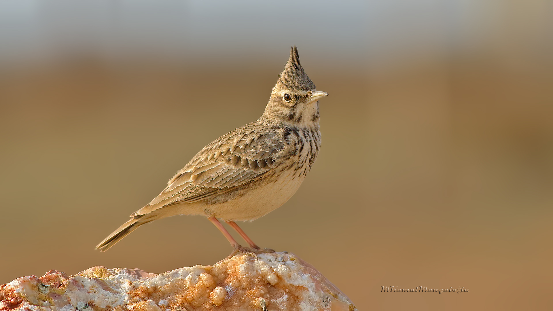 Crested Lark