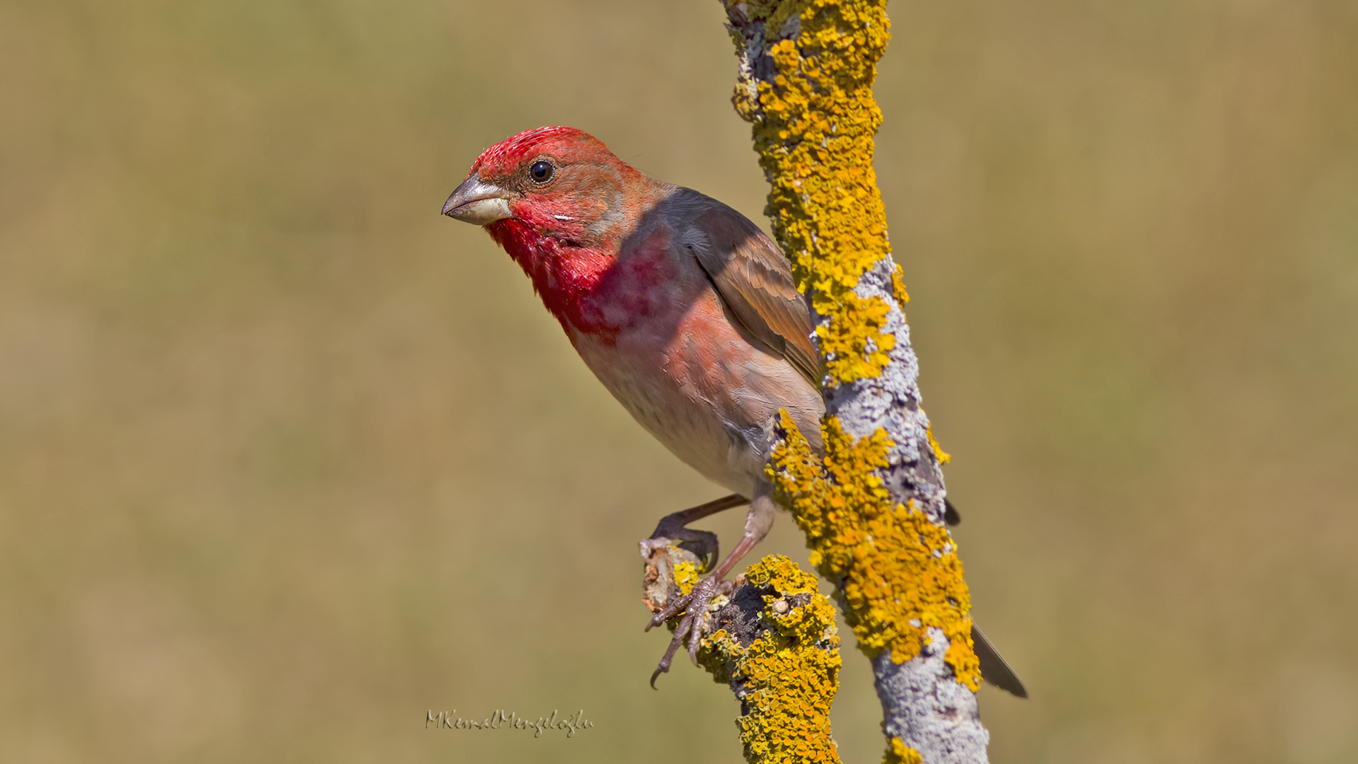 Common Rosefinch