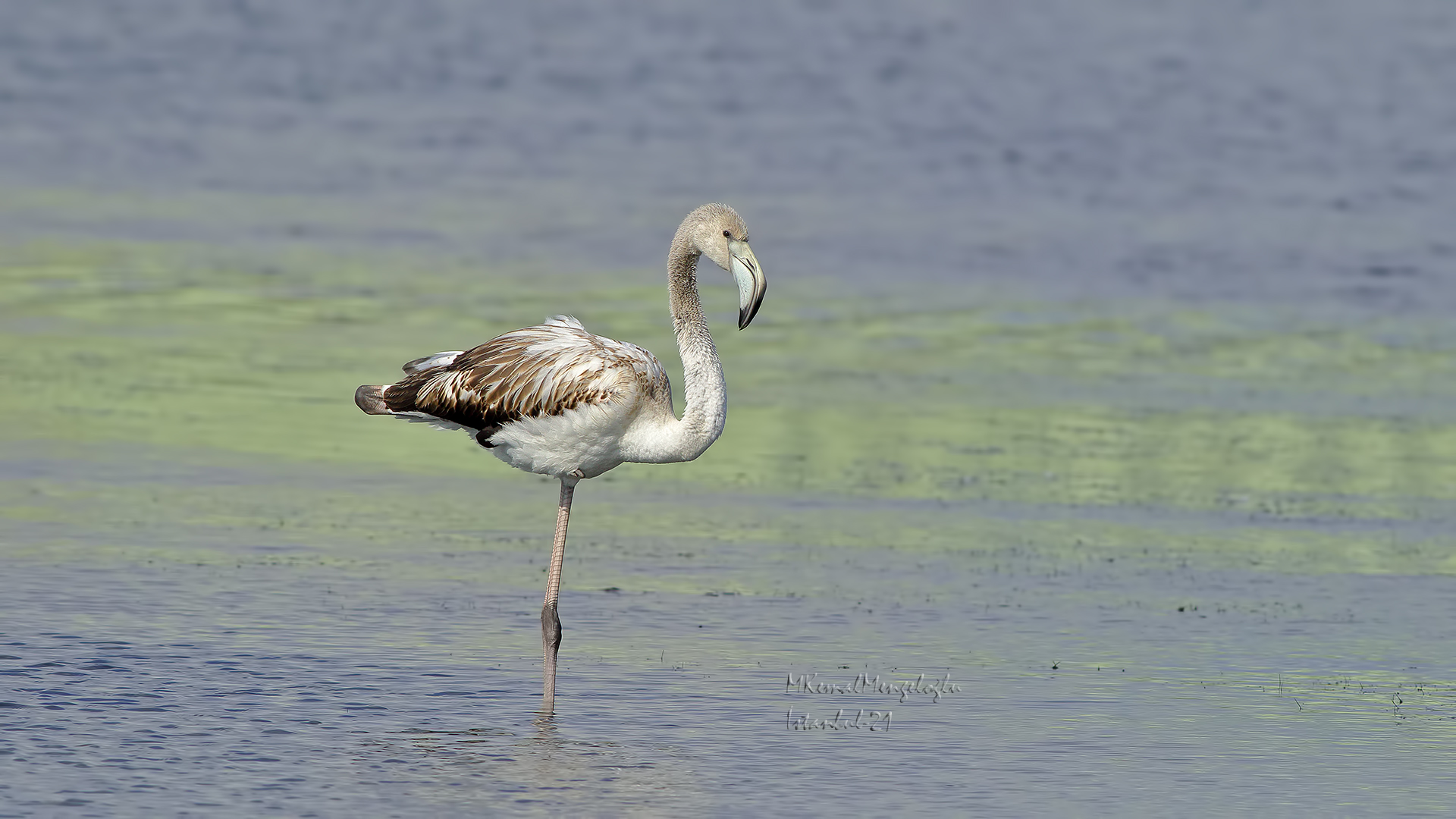 Greater Flamingo