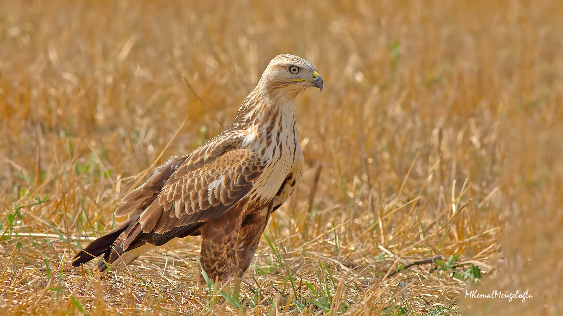 Long-legged Buzzard